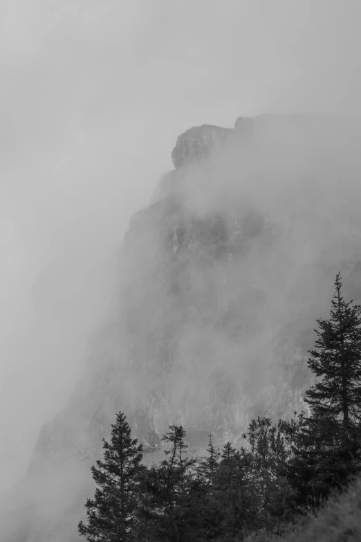 some tall trees by a fog covered mountain