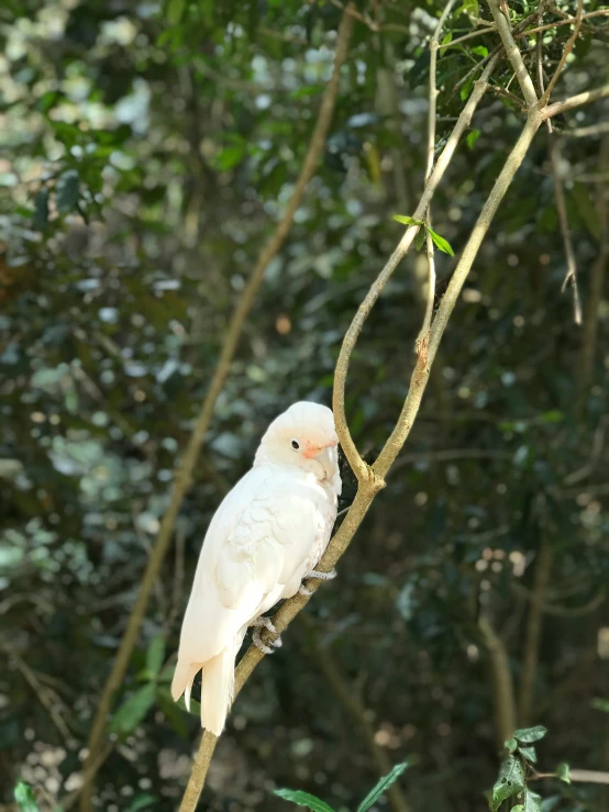 an white bird sitting on top of a nch next to a forest