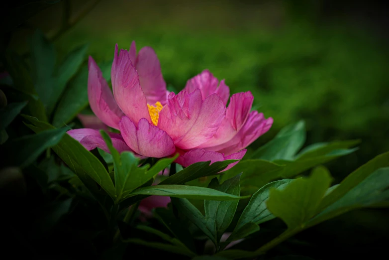 a pink flower with yellow stamen sits in a green bush