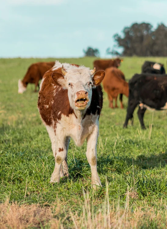 there are many different cows on the grass