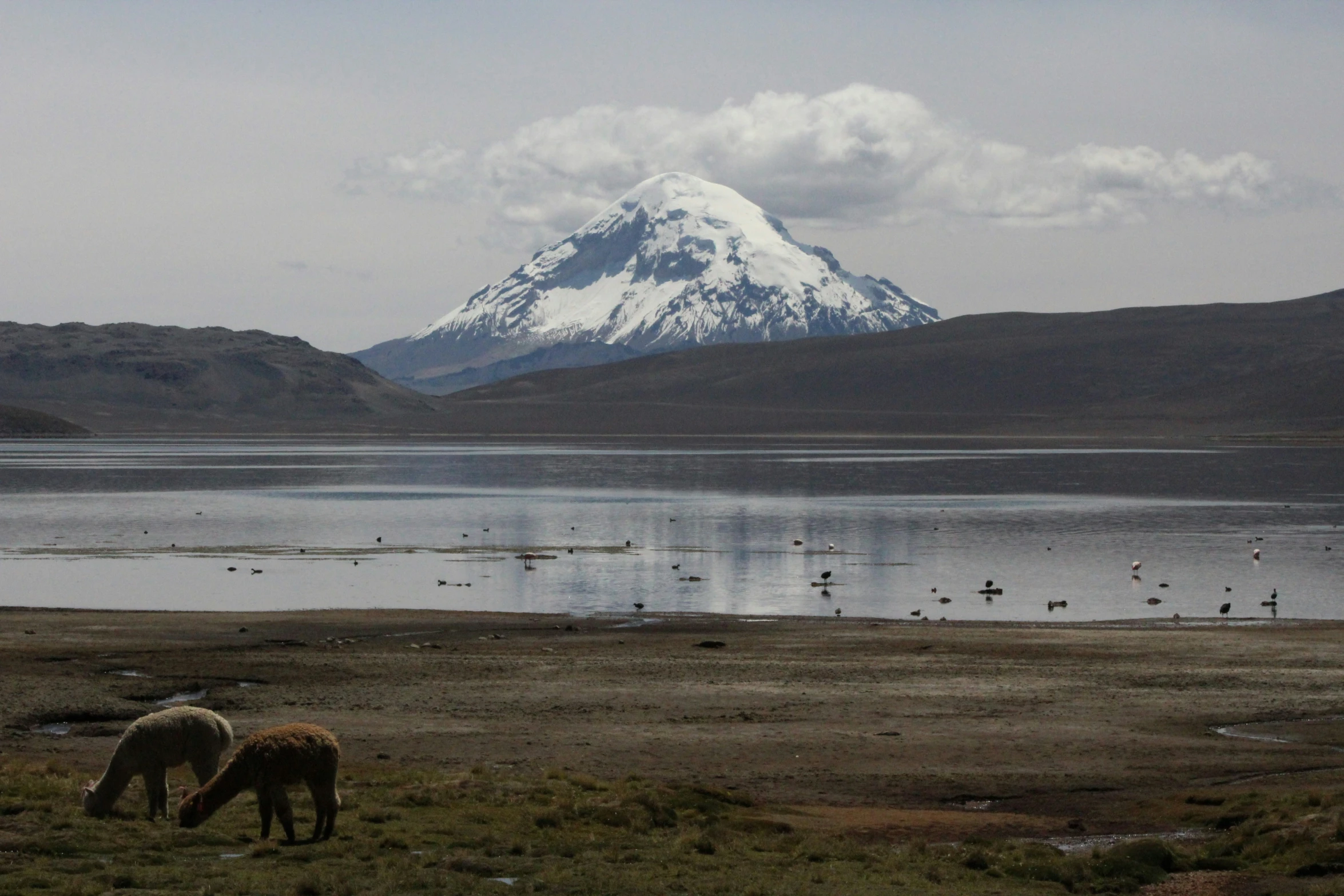 two horses grazing on grass in the field near water with snow capped mountain