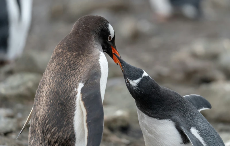 two penguins kissing each other on the ground