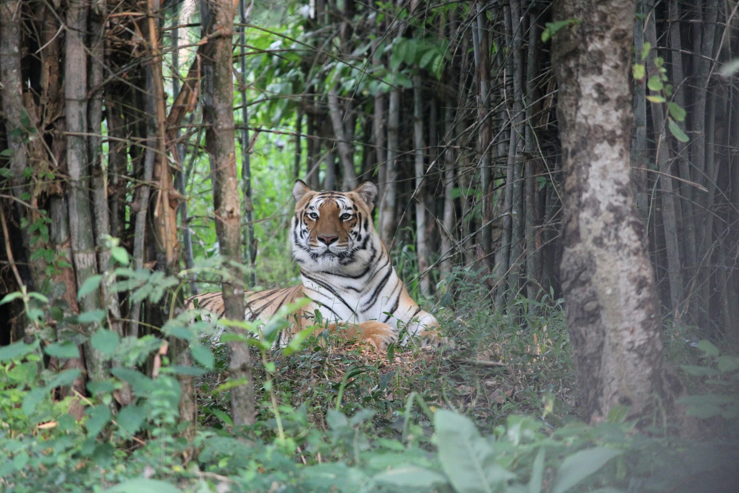 a large tiger sitting next to a lush green forest