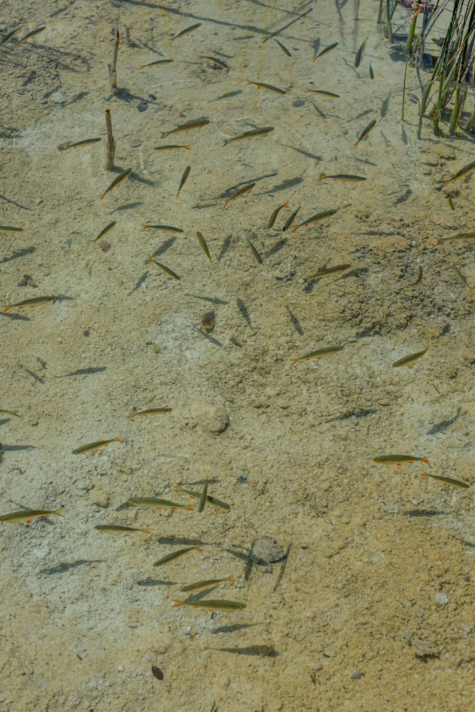 this is the inside of a sea weed lagoon