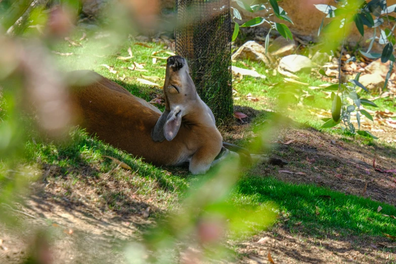 a baby kangaroo is sitting in front of a tree