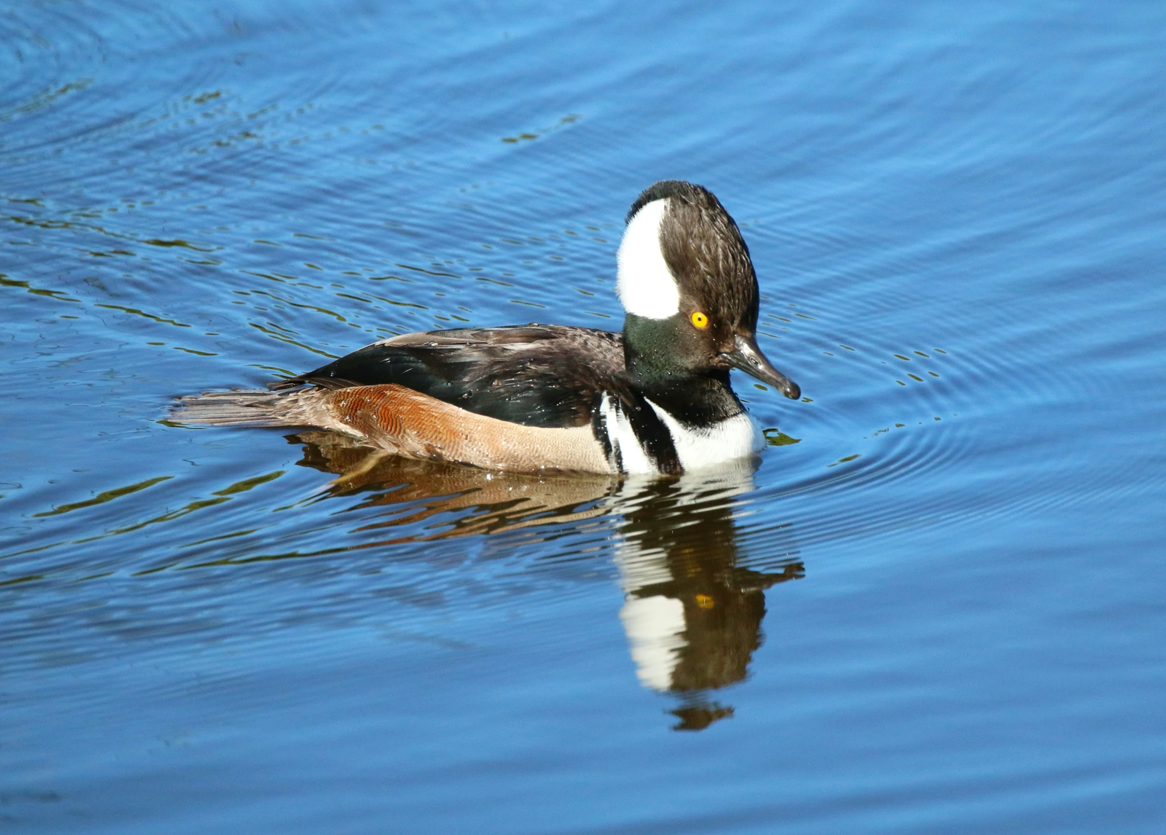 a duck swimming in the water next to another duck