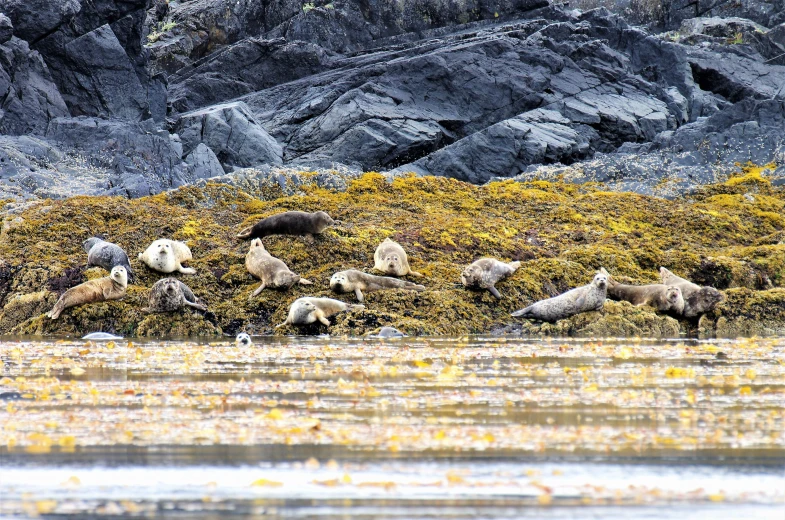 sheep are gathered in the grass by a body of water