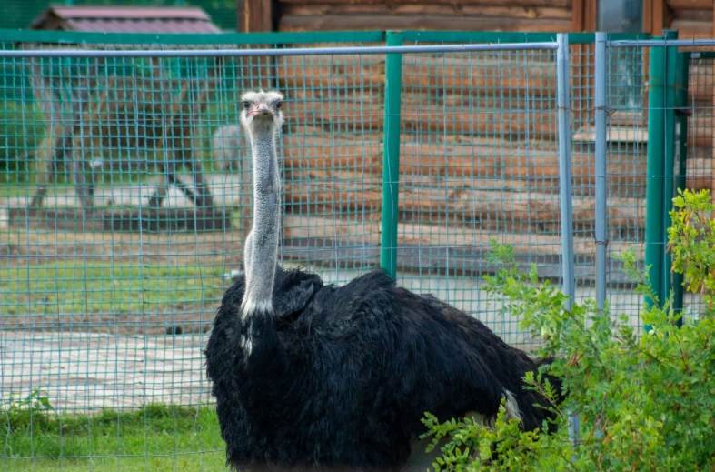 an ostrich behind a fence that is behind it