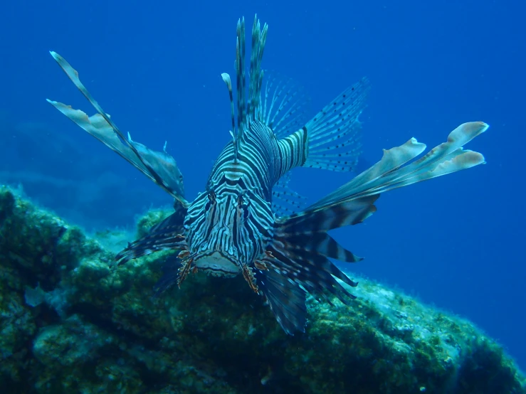 the lionfish is very large and looks like it could be diving