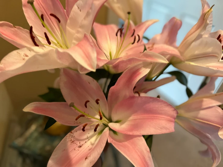 a bunch of pink lilies in a glass vase