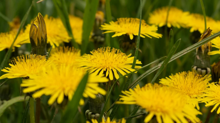 many flowers growing in the grass on a sunny day