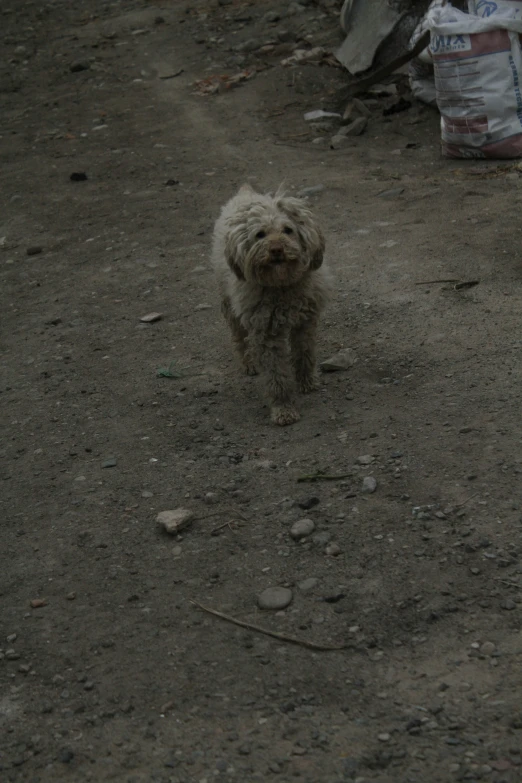 a small white dog running across dirt with some trash bags