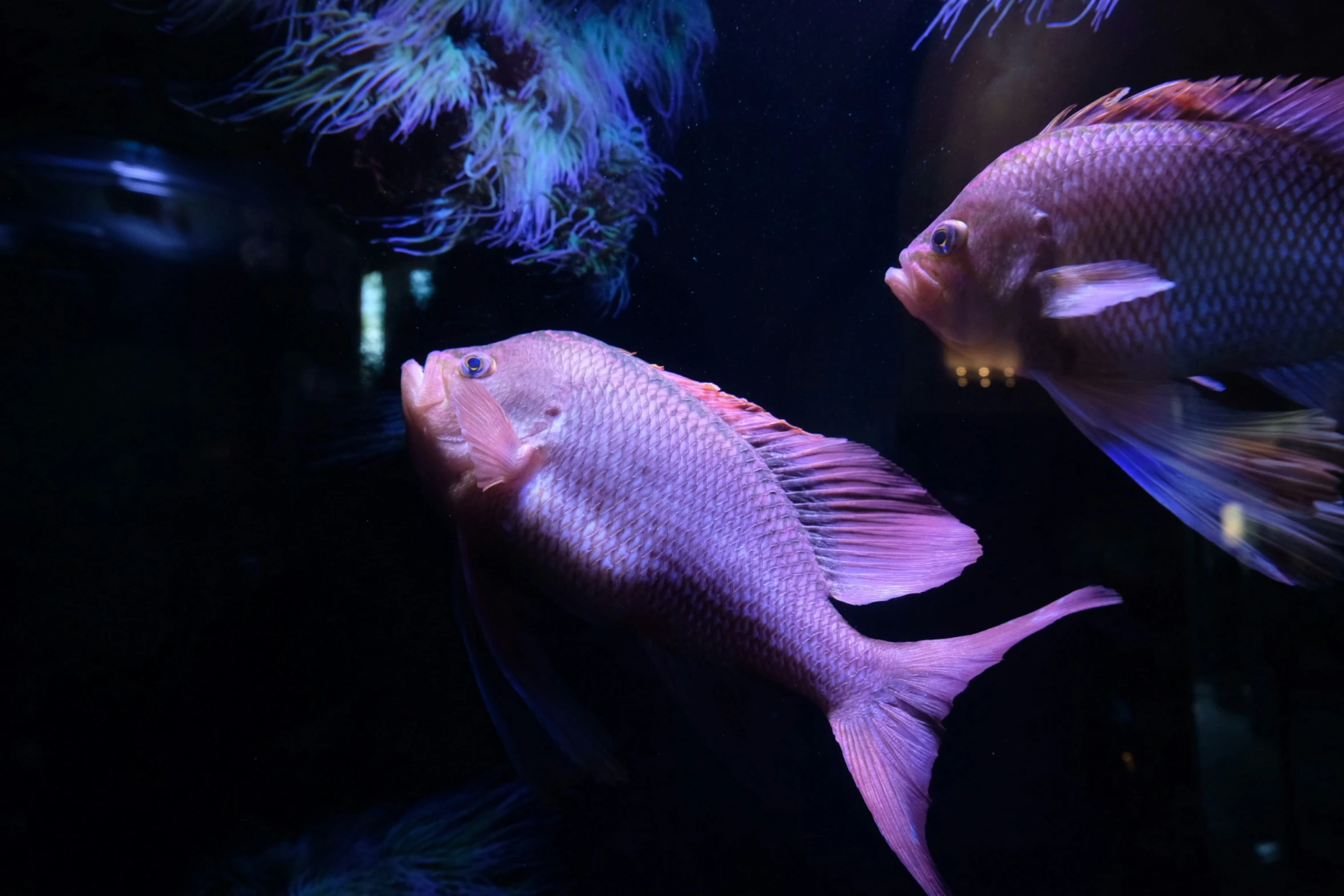 a close up of two fish in a tank