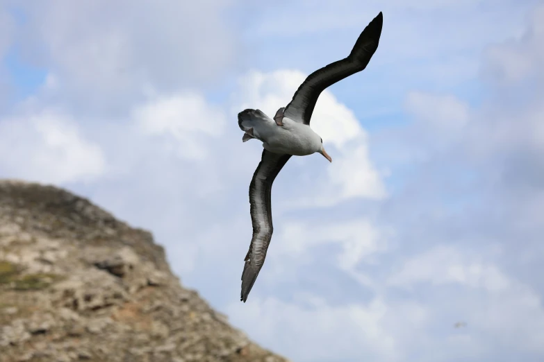 a seagull is flying with a bird below it