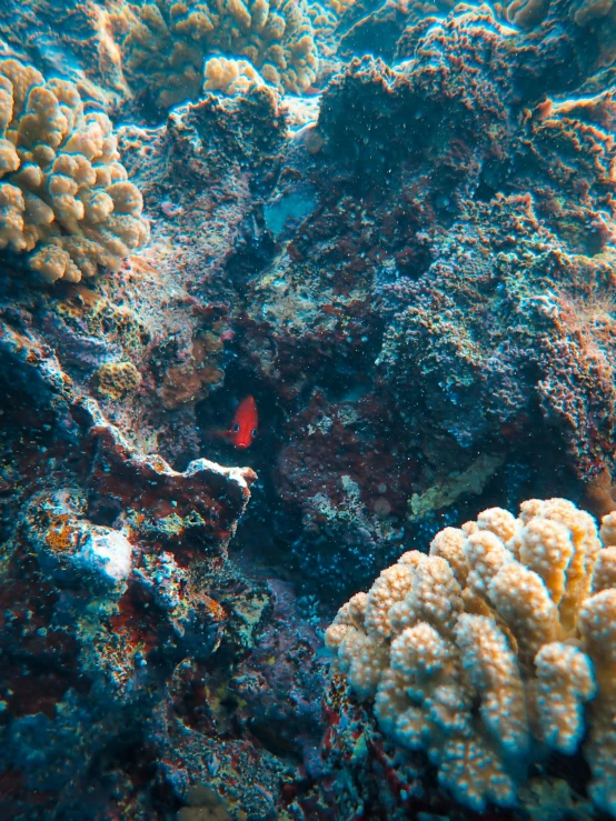 the underwater view shows corals, anemone and small fish