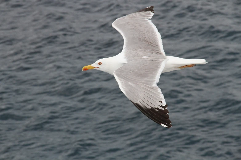 a white and black bird flying above the water