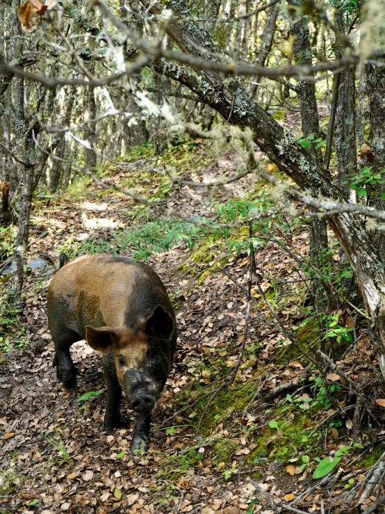 a wild boar walking through a wooded area