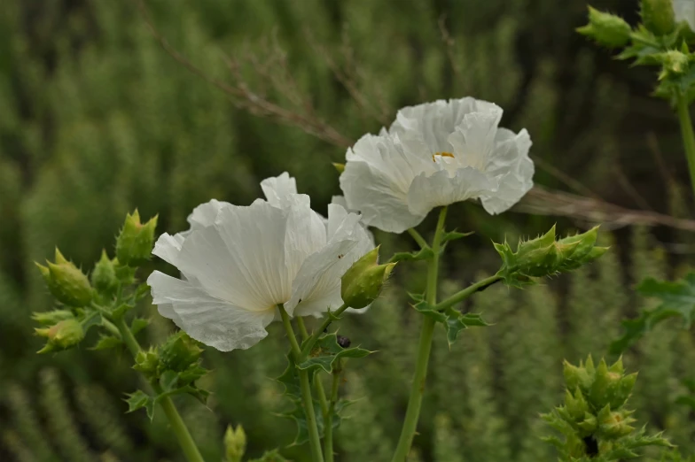 two white flowers on some green stems near a forest