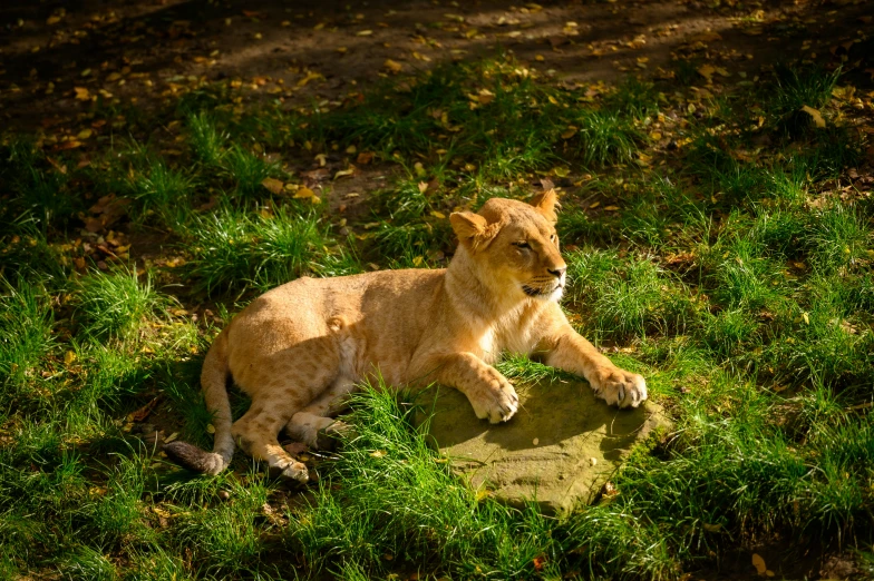 a baby lion resting on the ground in the sun