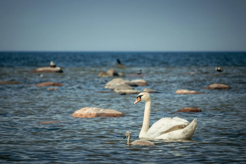 a swan swims in a body of water