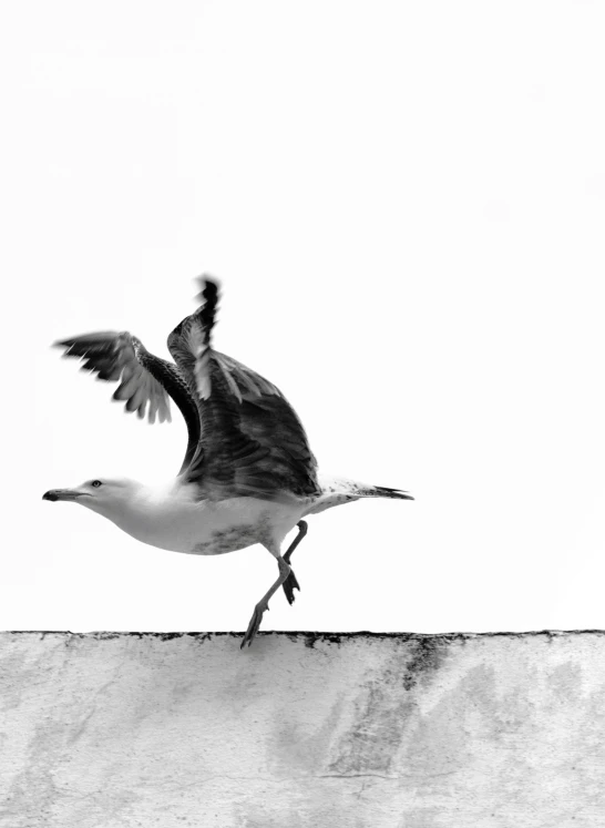 a bird that is standing on top of a ledge