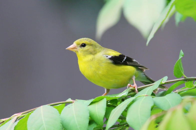 there is a yellow bird sitting on the nch of a tree