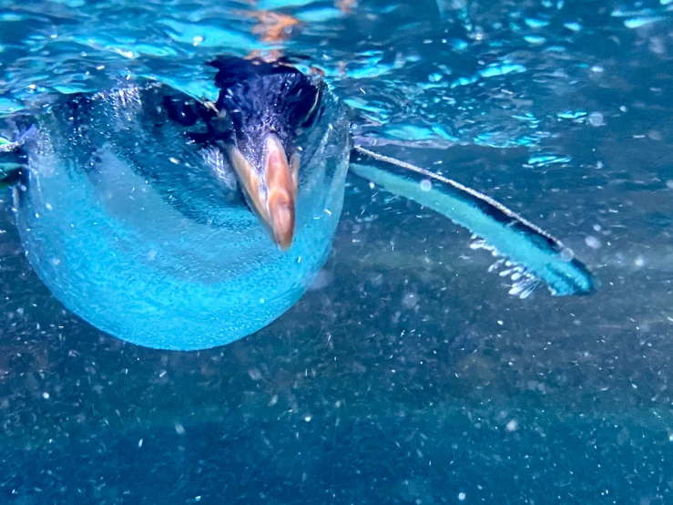 the penguin swims in blue water to take a dip