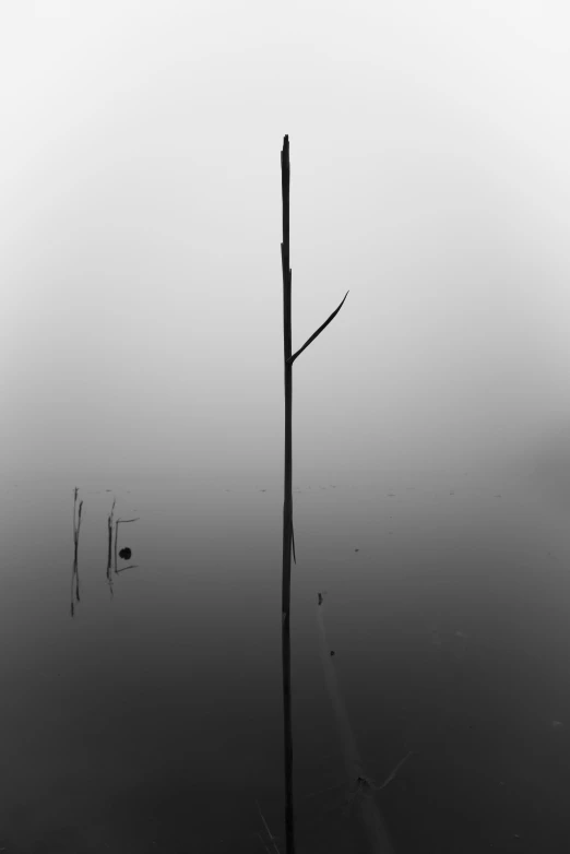 an old pole sitting in a swamp filled with water