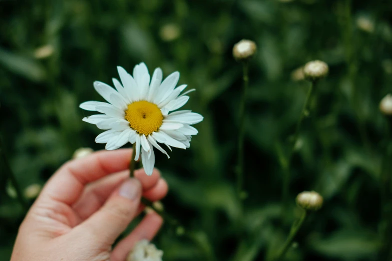 a person holding a daisy flower in their hand