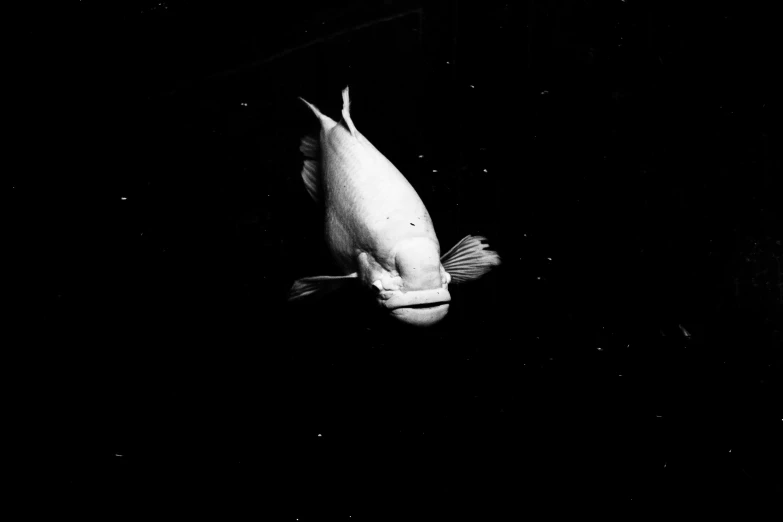 a fish flying in the air from underneath