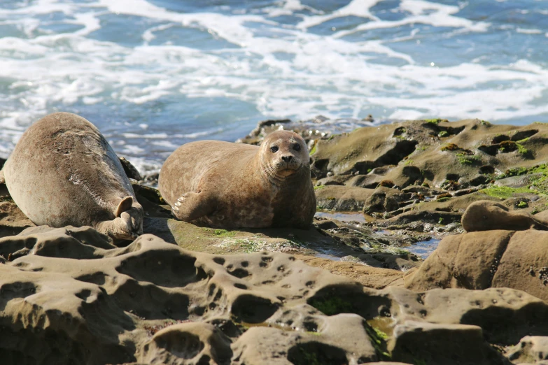 two animals sitting in some rocks by the ocean