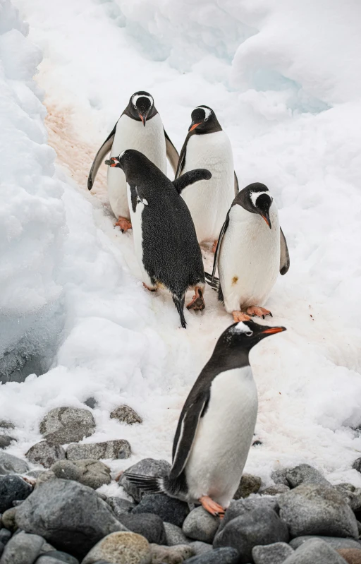 five penguins standing on small ice covered rock