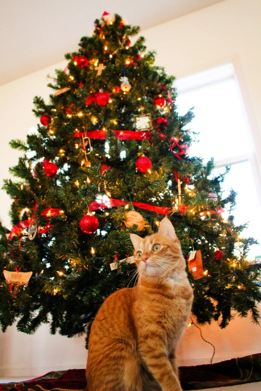 a cat that is sitting next to a christmas tree