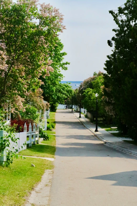 a po of a road leading to trees and flowers