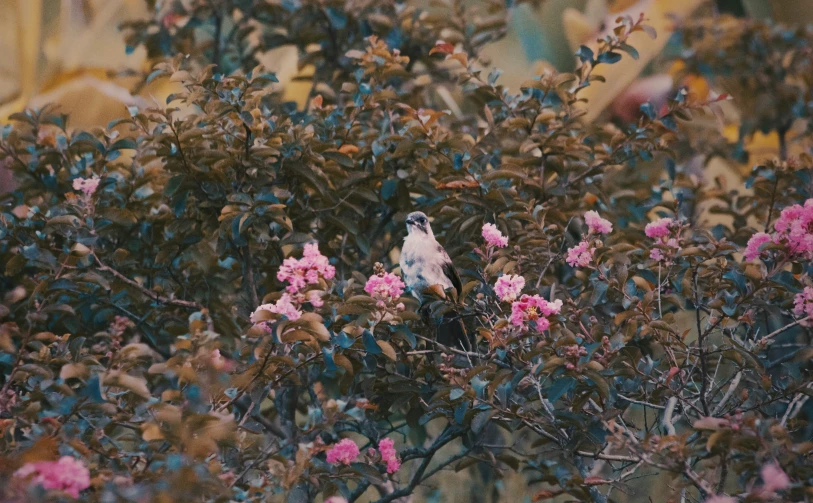 a bird sitting on top of pink flowers in a tree