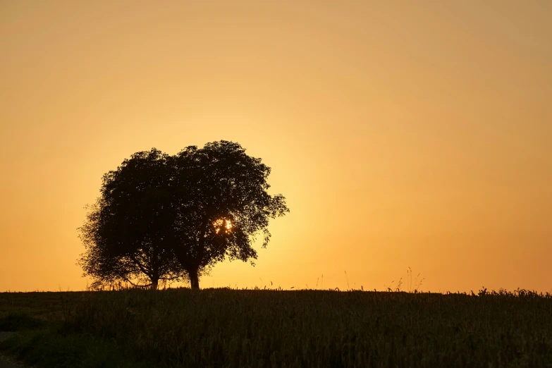 a lone tree is silhouetted against a sunset