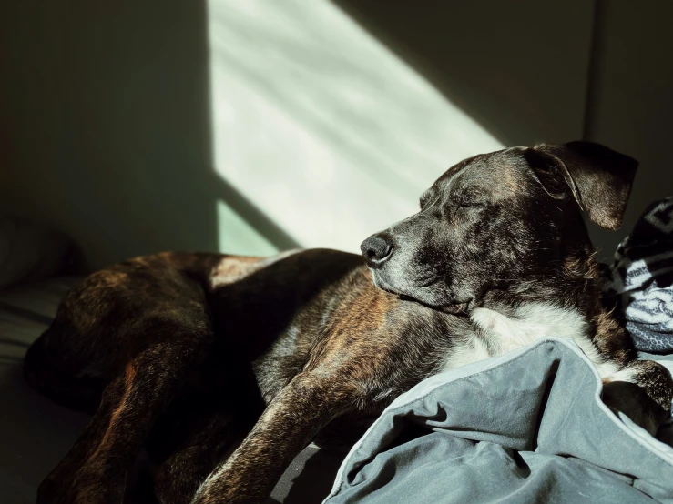 a dog sleeping on top of a bed