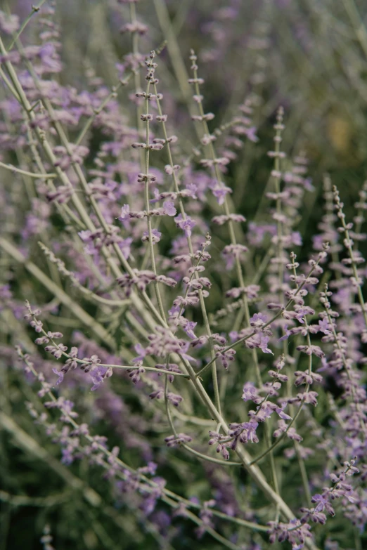 some pretty purple flowers in a field