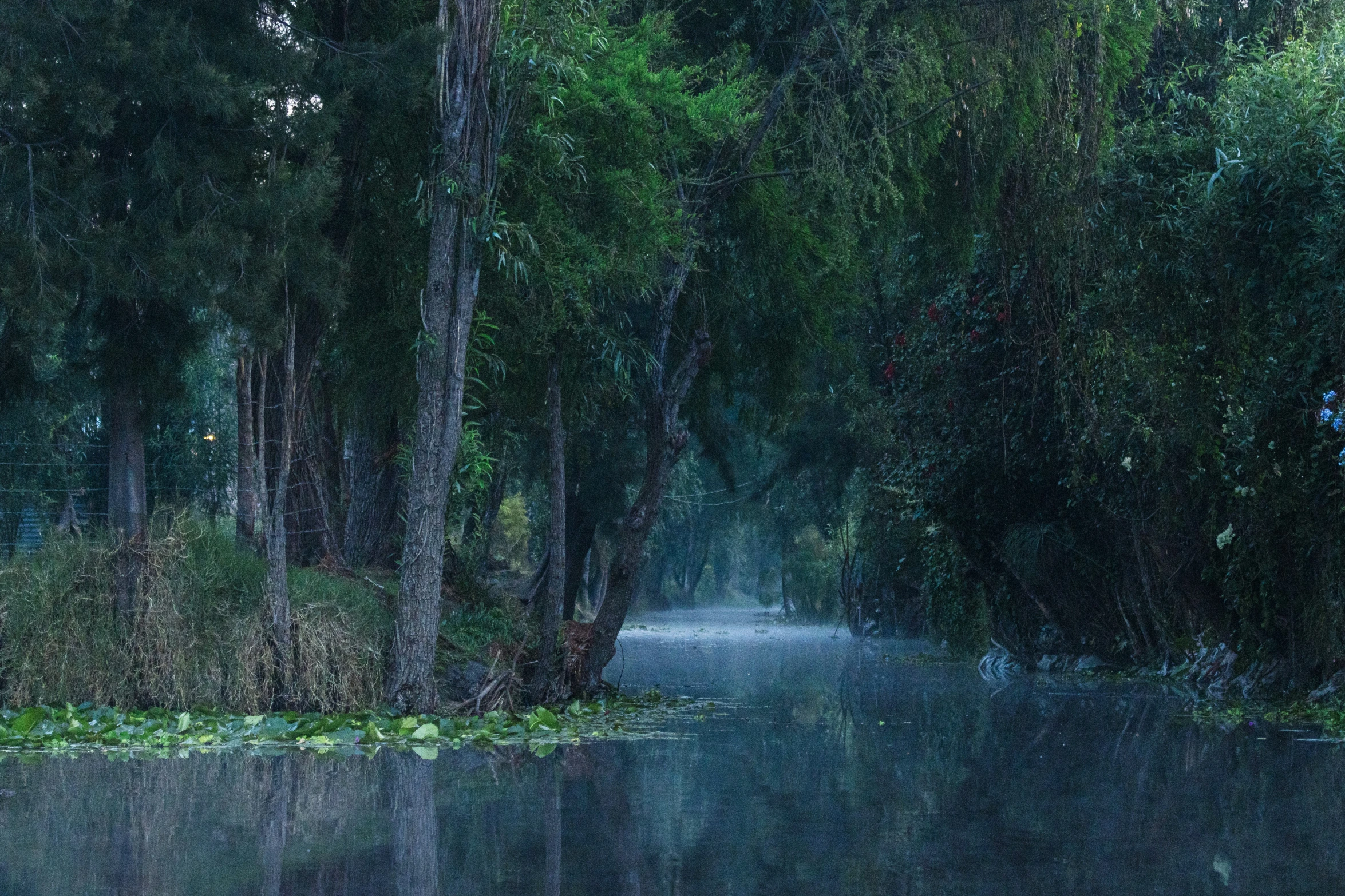 trees and water near a path leading into the woods