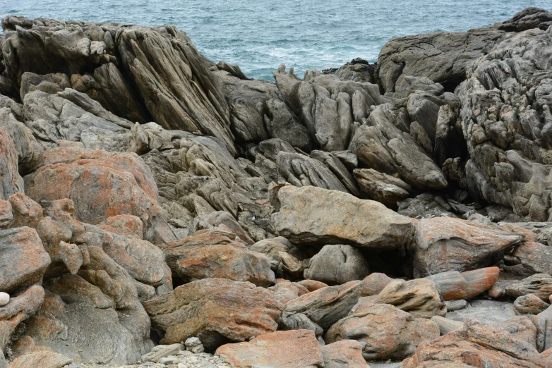 a bird perched on rocks overlooking the ocean