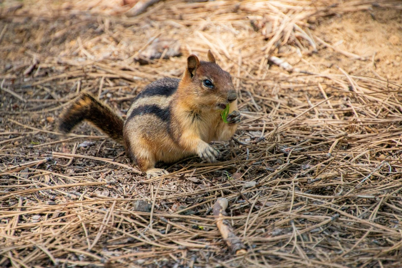 a small chipmung standing on the ground looking into the camera