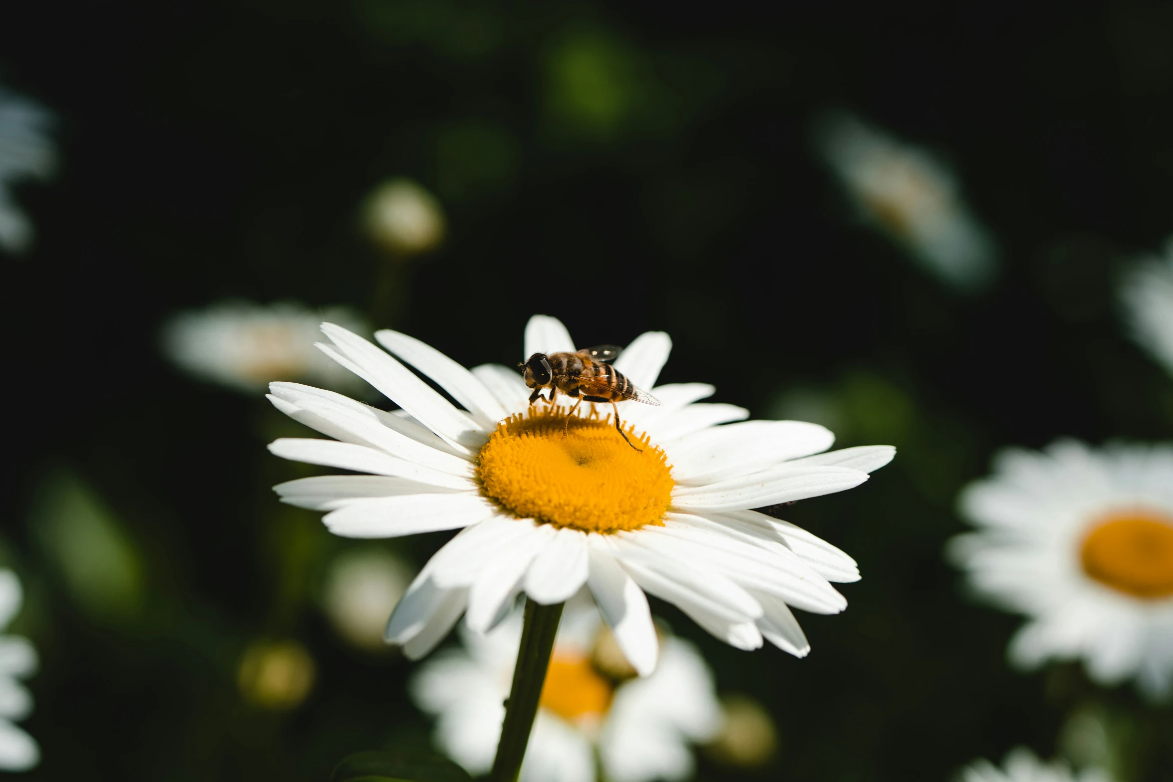 a bee sitting on top of a white daisy