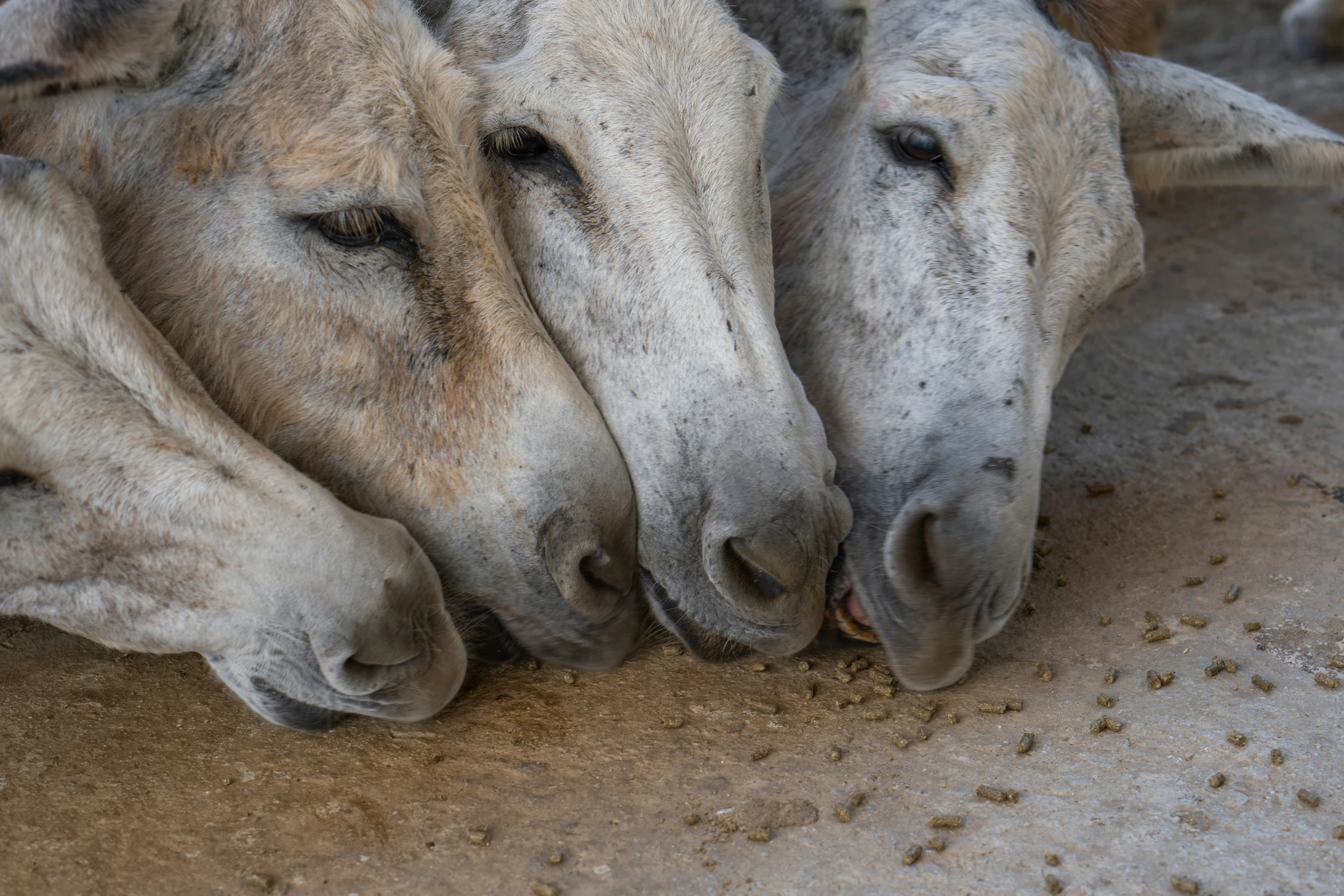 two grey and white sheep laying down next to each other