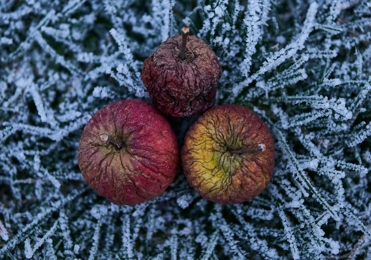 two apples are sitting in a frosty pine tree