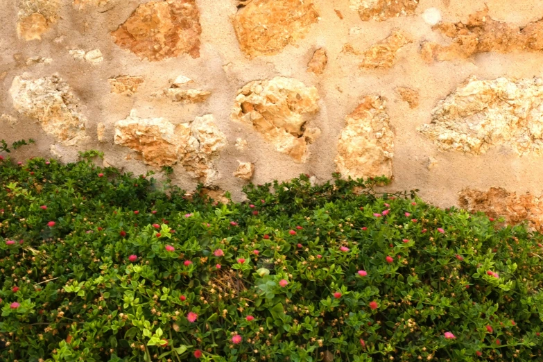 a very pretty wall that has green vegetation