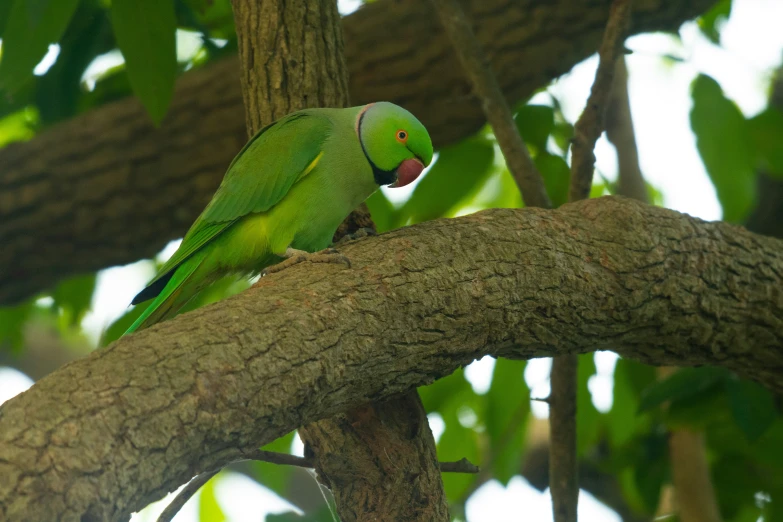 a large parrot sitting on the nch of a tree