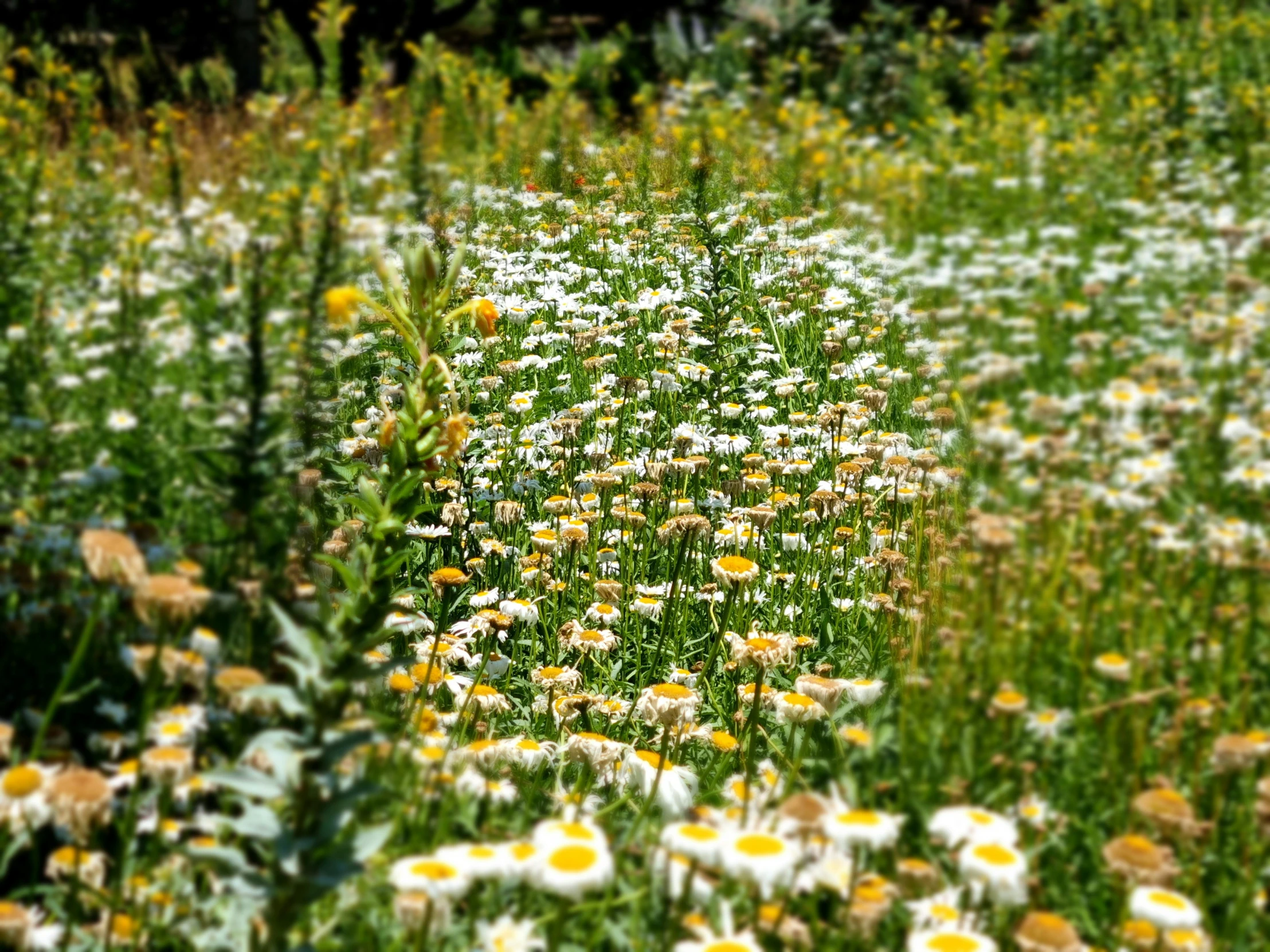 yellow and white flowers are growing in a field