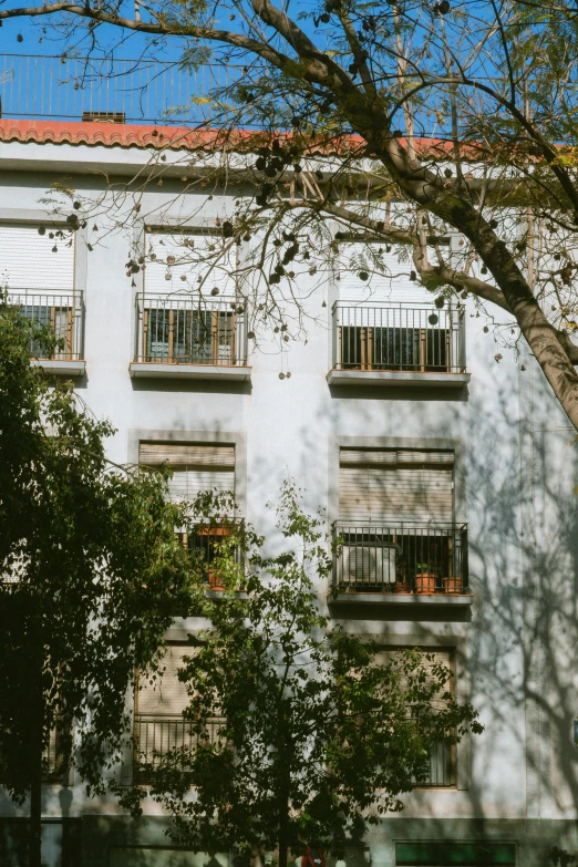 a tree grows in front of a very tall building