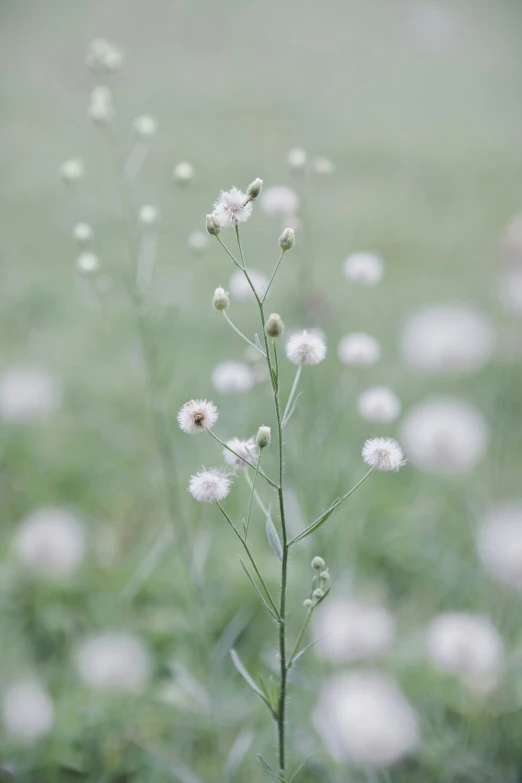 some white flowers are near some grass and water