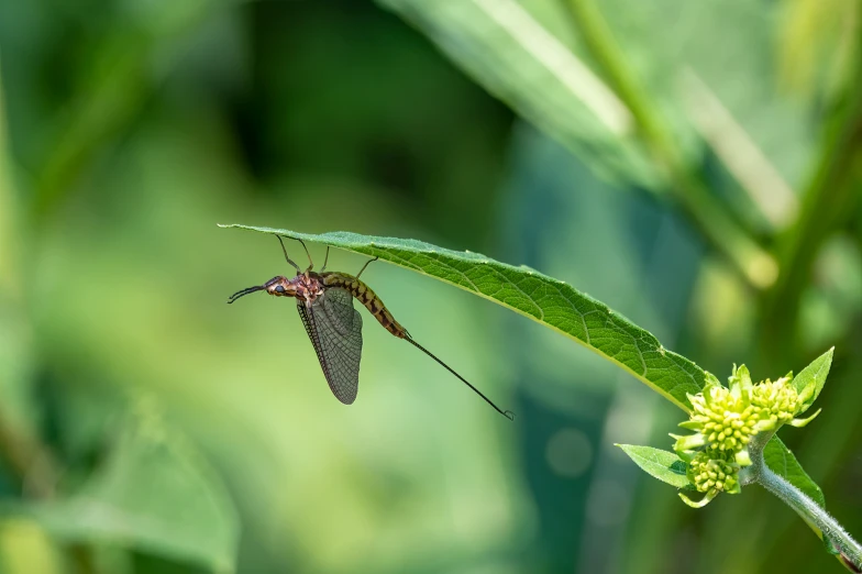 a insect sits on the top of a blade of green leaf